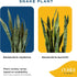 12-Inches Costa Farms Sansevieria Grower's Choice Snake Live Indoor Plant, Tall, Grower Pot