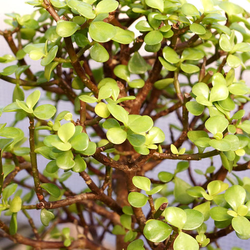 5 8" 12" Brussel's Live Dwarf Jade Indoor Bonsai Tree - Years Old; to Tall with Decorative Container, Green, Humidity