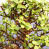 3 5-8 Inches Brussel's Bonsai - Live Dwarf Jade Bonsai Tree with Ceramic Bonsai Pot & Humidity Tray, Indoor Bonsai