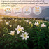 Visit the Store Bulb Bulbs 10.6oz/300g (150g*2) Dried Lily Lily Bai He Boil Soup and Congee Health Chinese Herbal Tea