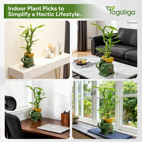 3-Stalk Set 6'' 6'' 8'' Lucky Bamboo with Pebbles in Elephant Gold Ingot Pot Live Plant for Wealth and Prosperity