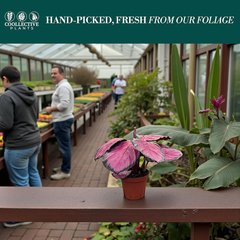 4" CoollectivePlants Calathea Rosceapicta Rosy | Live Indoor Houseplant in Pot, Easy Care, Low Light Tolerant, Stunning