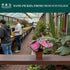 4" CoollectivePlants Calathea Rosceapicta Rosy | Live Indoor Houseplant in Pot, Easy Care, Low Light Tolerant, Stunning