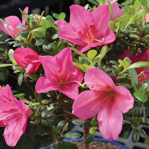 5 5-8 Inches Brussel's Bonsai - Live Satsuki Azalea Bonsai Tree with Bonsai Pot and Humidity Tray, Outdoor Flowering