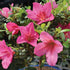 5 5-8 Inches Brussel's Bonsai - Live Satsuki Azalea Bonsai Tree with Bonsai Pot and Humidity Tray, Outdoor Flowering