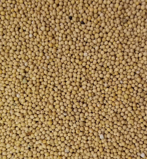 5 YELLOW Mustard Seeds Pounds Bulk Bag-Heat Sealed to Maintain Freshness