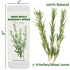25-30 2.3oz 7-8" PCS Naturally Dried Whole Rosemary Sprigs, Rosemary Sprigs Spices, Rosemary Stems for Cooking, Baking
