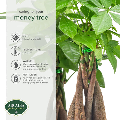 Arcadia Garden Products LV64 6-inch, Live Braided Money Tree Pachira Aquatica Indoor Houseplant in Arcadia Garden