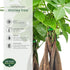 Arcadia Garden Products LV64 6-inch, Live Braided Money Tree Pachira Aquatica Indoor Houseplant in Arcadia Garden