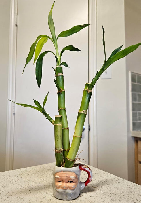 Generic 3 Stalks Lucky Bamboo Plants - 1x4 1x6 1x8 Tied in Gold