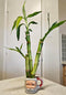 Generic 3 Stalks Lucky Bamboo Plants - 1x4 1x6 1x8 Tied in Gold