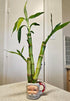 Generic 3 Stalks Lucky Bamboo Plants - 1x4 1x6 1x8 Tied in Gold