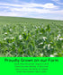 100% 1.36 100% Green Split Peas | Desiccant Free | KG | Non-GMO Project Verified | Non-Irradiated | Certified Kosher