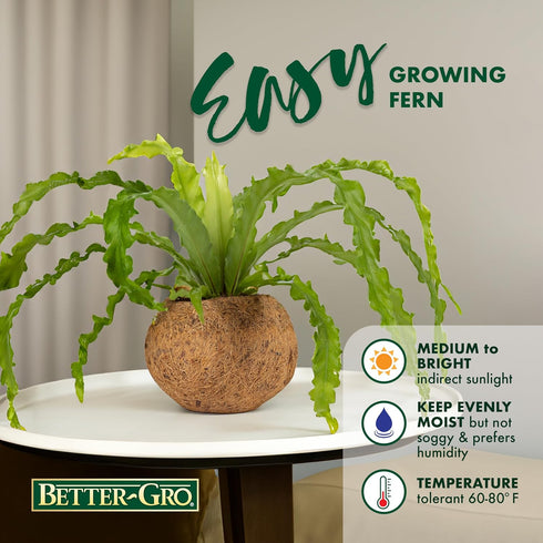 17 Better-GRO Hanging Kokodama with Birds Nest Fern - Biodegradable, Natural Planter for Indoor/Outdoor Spaces