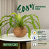 17 Better-GRO Hanging Kokodama with Birds Nest Fern - Biodegradable, Natural Planter for Indoor/Outdoor Spaces