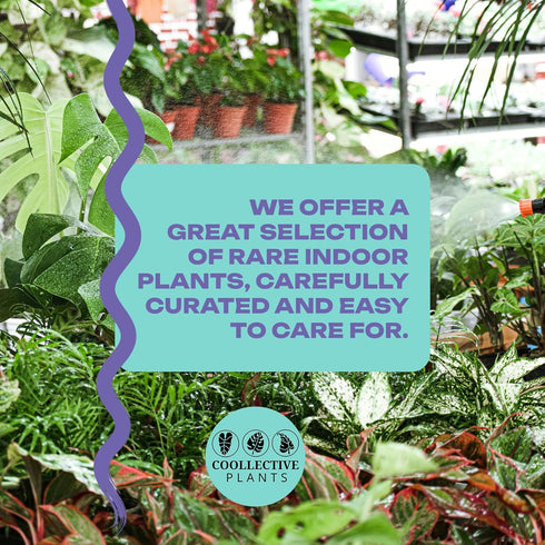 Coollective Plants 2 4 Inch (2-inch Alocasia Ninja, Live Plant in a or Growers Pot, Live Indoor, Easy to Grow, Easy