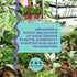 Coollective Plants 2 4 Inch (2-inch Alocasia Ninja, Live Plant in a or Growers Pot, Live Indoor, Easy to Grow, Easy