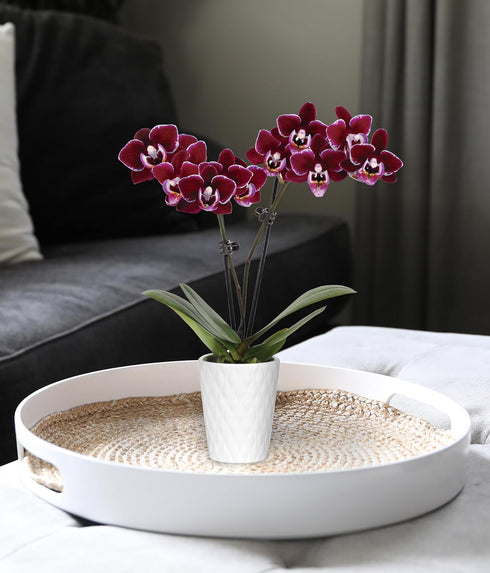 2.5" Green Circle Growers Purple Mini Orchid in White Ceramic Pot, Live Indoor Plants, House Plant