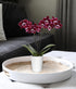 2.5" Green Circle Growers Purple Mini Orchid in White Ceramic Pot, Live Indoor Plants, House Plant