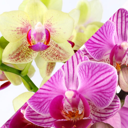 4" Green Circle Growers Pink and Yellow Orchid Duo in White Pot with a Bunny Pick, Live Indoor Plants, House Plant