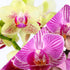 4" Green Circle Growers Pink and Yellow Orchid Duo in White Pot with a Bunny Pick, Live Indoor Plants, House Plant