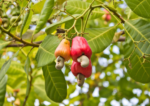 4 Food to Live Cashew Pieces, Pounds Kosher, Raw, Vegan, Paleo Friendly, Unsalted, Unroasted, Bulk, Rich in Selenium