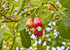 3 Food to Live Cashew Pieces, Pounds Kosher, Raw, Vegan, Paleo Friendly, Unsalted, Unroasted, Bulk, Rich in Selenium