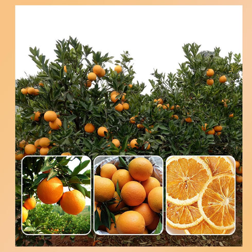 17.6oz(500g) TXDYNLLK Dried Orange Slices Dehydrated Oranges for Vibrant Cocktails, Festive Christmas Decor, Aromatic