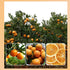 17.6oz(500g) TXDYNLLK Dried Orange Slices Dehydrated Oranges for Vibrant Cocktails, Festive Christmas Decor, Aromatic