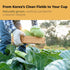 (3.04 oz 30 TerraPick Green Cabbage Juice Sweetened with Manuka Honey - Natural Cabbage Extract Juice Vegetable Juice