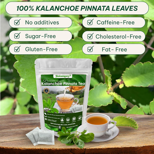 50 BOTAMONY Tea Bags Kalanchoe Pinnata Tea, Leaf of Life Plant Leaves in Filter Bags, Single-Ingredient Dried Plant