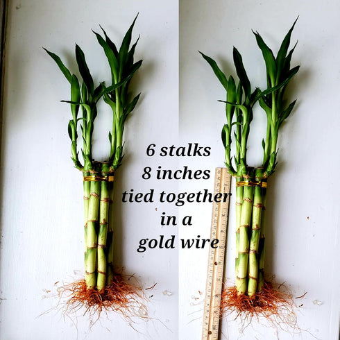 Generic 6 8 inches Lucky Bamboo Plants Each, Free Butterfly Stake, Gift, Feng Shui, Indoor Plant, Bring Good Luck