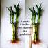Generic 8 inches 6 Lucky Bamboo Healthy Plants, Tied in Gold Wire, Gift, Feng Shui, Indoor Plant, Bring Good Luck