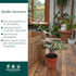 2" Calathea Makayona Live Plant in Growers Pot Easy Care Indoor Houseplant, Low Maintenance Tropical Prayer Plant, Pet