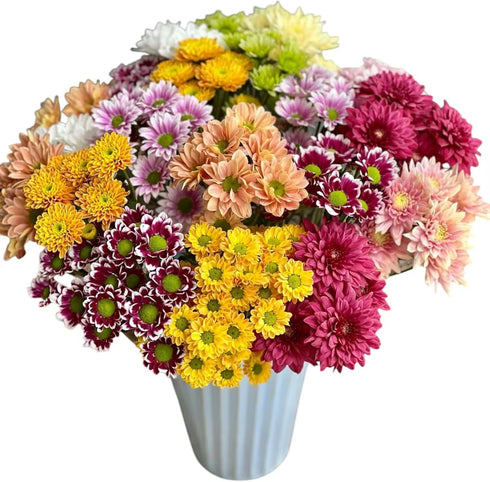 20 Stems Fresh Cut Random Mixed Color Daisy Flowers Long Blooming Period