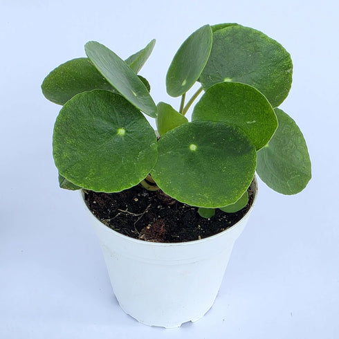 2.5 Inch 4 Inch 4 inch Chinese Money Plant Live (Pilea Peperomioides) | Available in & Nursery Pot or Add Our Geometric