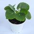 2.5 Inch 4 Inch 4 inch Chinese Money Plant Live (Pilea Peperomioides) | Available in & Nursery Pot or Add Our Geometric
