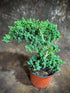 Generic 4" PLANTVERS Juniper Procumbens in a Grow Pot Live Bonsai Tree Dwarf Japanese Garden Bonsai Indoor/Outdoor