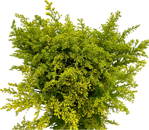 20 Vibrant Solidago Carzan Glory Bouquets for Home Decor & Special Occasions