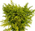 20 Vibrant Solidago Carzan Glory Bouquets for Home Decor & Special Occasions