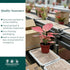 4" CoollectivePlants Aglaonema Katrina | Live Indoor Chinese Evergreen in Pot, Easy Care, Low Maintenance, Green & Pink