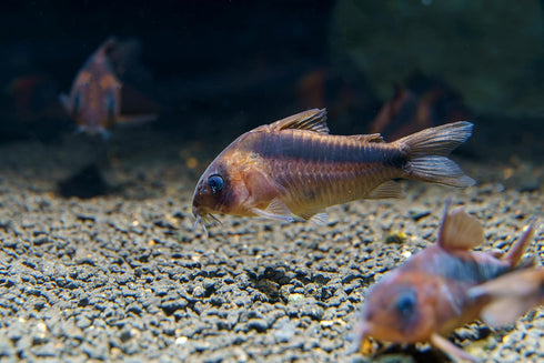Aquaticblendedfoods A442 (6oz) Ultra Bottom Feeder Food Mix Shrimp/Worm Wafers Catfish Pleco Loaches