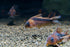 Aquaticblendedfoods A442 (6oz) Ultra Bottom Feeder Food Mix Shrimp/Worm Wafers Catfish Pleco Loaches