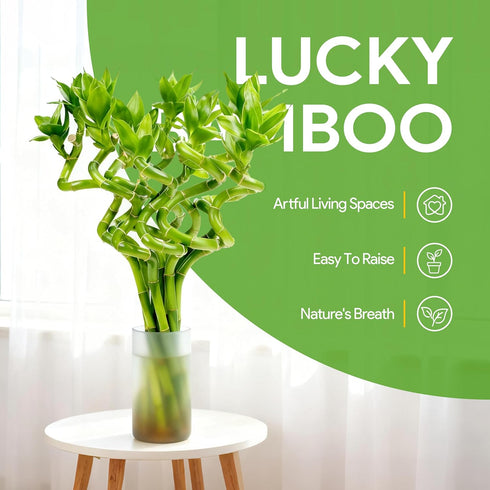 10 8 Inch Fresh Lucky Bamboo Stalks Spiral Style Live Plant - for Home Office Decor, Feng Shui & Good Fortune