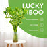 10 8 Inch Fresh Lucky Bamboo Stalks Spiral Style Live Plant - for Home Office Decor, Feng Shui & Good Fortune