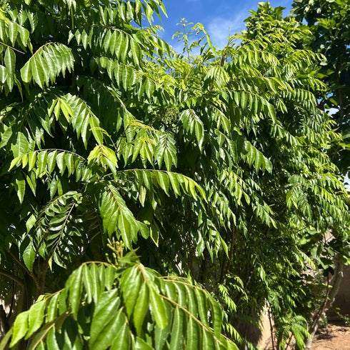 Leaves-100% 3 oz Curry Forest Fresh Curry Natural & Pesticide-Free, Grown in Phoenix USA, Hand-Picked for Authentic