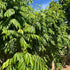 Leaves-100% 3 oz Curry Forest Fresh Curry Natural & Pesticide-Free, Grown in Phoenix USA, Hand-Picked for Authentic