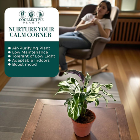 6 CoollectivePlants Calathea Stella Live Indoor Plant in Grower Pot, Easy Care Tropical Houseplant, Pet Friendly Prayer