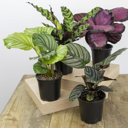 (3PK) 4 Inch Pet Safe Live Prayer Plant Calathea Collection in Pots, Pet Friendly Houseplants, Rattlesnake Plant