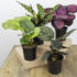 (3PK) 4 Inch Pet Safe Live Prayer Plant Calathea Collection in Pots, Pet Friendly Houseplants, Rattlesnake Plant